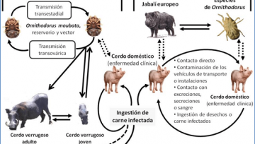 Información importante para cazadores. Cursos formación en Euskadi sobre la Peste Porcina Africana - PPA. organizados por HAZI, GOBIERNO VASCO Y DIPUTACIONES FORALES